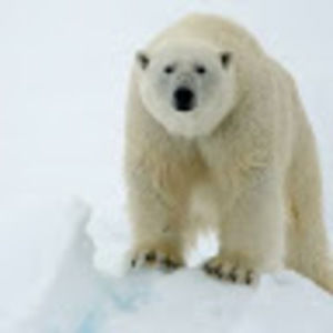 Meet your Posher, Antonio c.